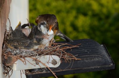 Bird Removal - Bird Removal Ann Arbor, Michigan