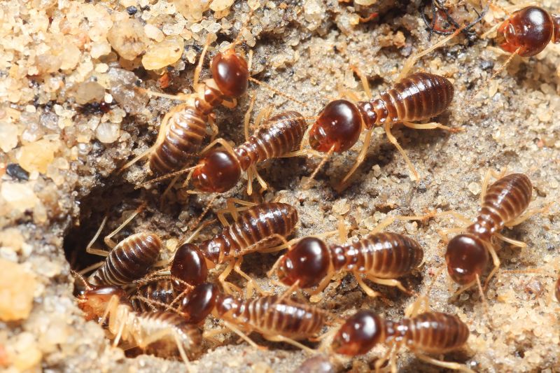 Commercial Termite Removal