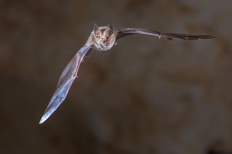 How Birds And Bats Impact Commercial Buildings And Facilities