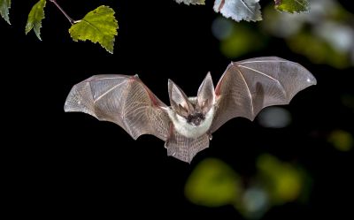 Humane Bird And Bat Deterrent Methods For Large Buildings