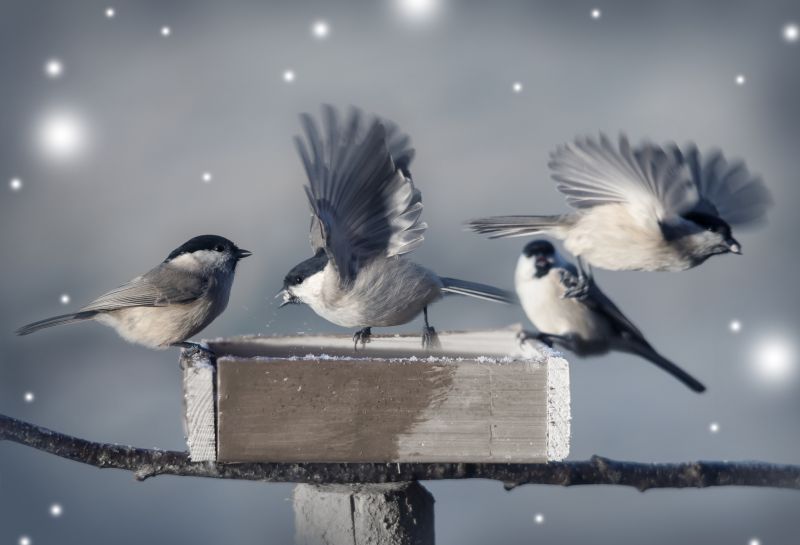 Products For Bird Removals in use